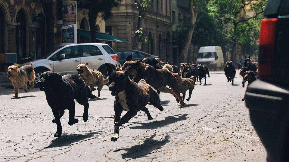 Fehér isten (Deus Branco, 2014) de Kornél Mundruczó